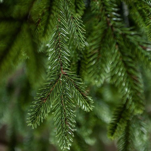 Evergreen Műfenyő 240 cm, Full 3D