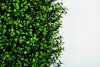 VERTICAL BUXUS zöldfal buxus levelekkel 1x1 m